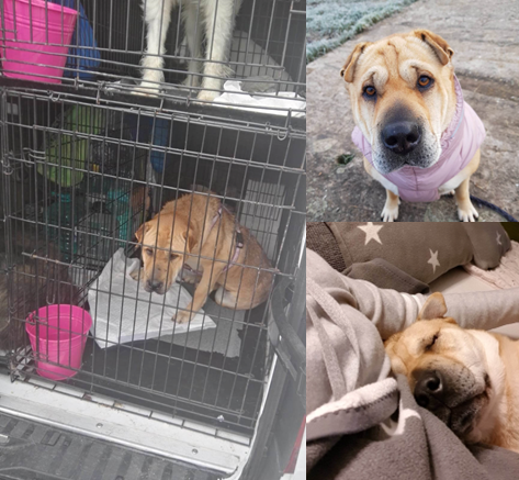 Enya ist von dem Tierschutzhof im Oktober 2018 in ihre neue liebevolle Familie vermittelt worden, seit dem sind sie ein Team