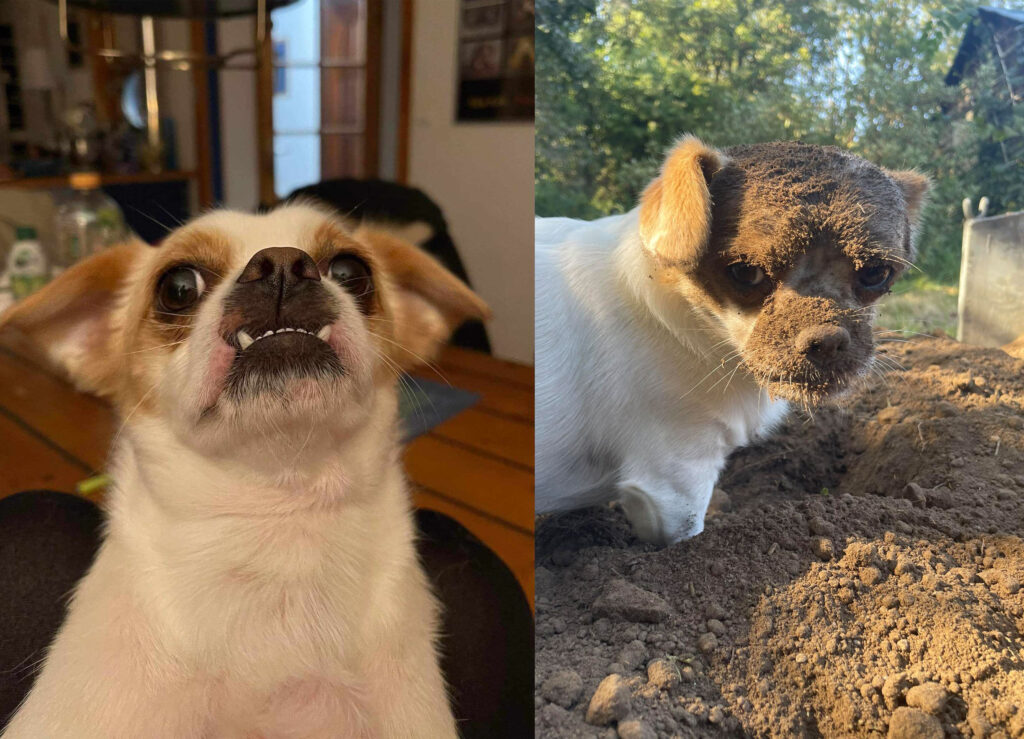 Gremlin- ein rumänischer Strassenhund der ein neues Zuhause in der Bretagne gefunden hatgefunden hat