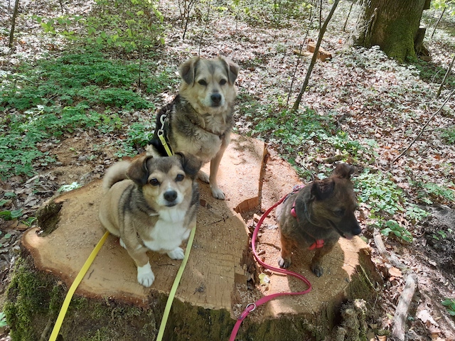 Die Pflegehunde aus Rumänien auf Pflegestelle bei Renate H.