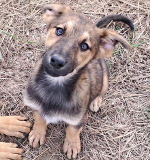 Darina rumänischer Pflegehund